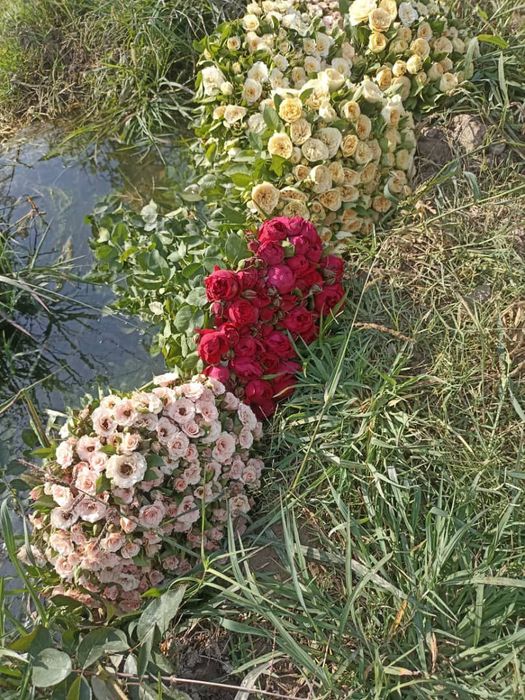 Atirgul ko'chatlari черная магия штамповий гуллар бир танада икки хил