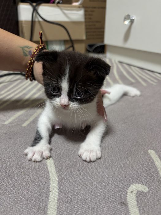 Котята вислоухие