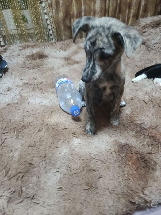 Ищем семью для малыша