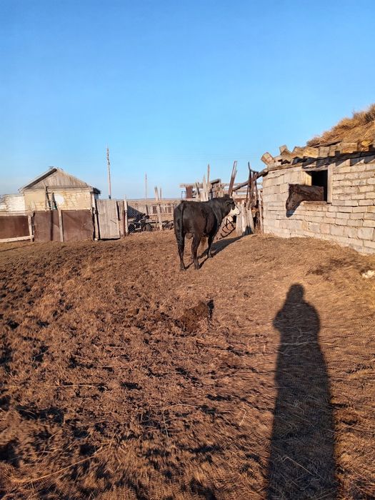 Продам быка молодняк