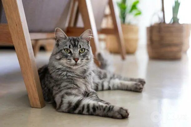 Передержка кошек 40.000 сутки