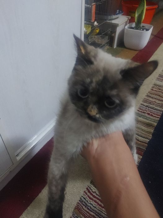 mushuk sotiladi soglom aqlli mushik