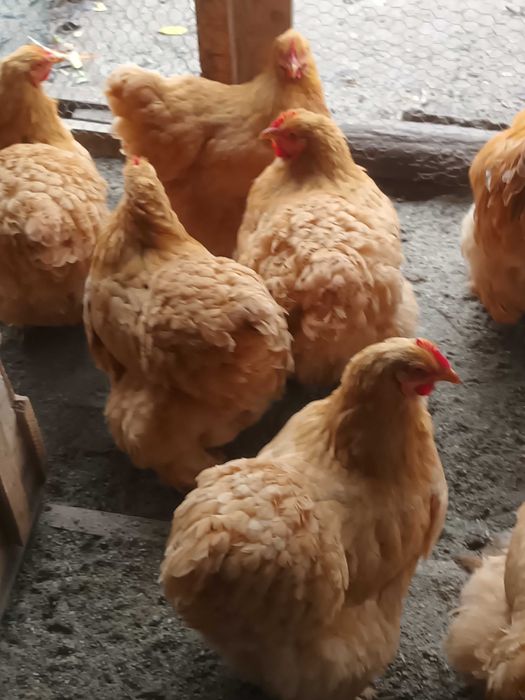 Brahma si cochinchina oua de incubat