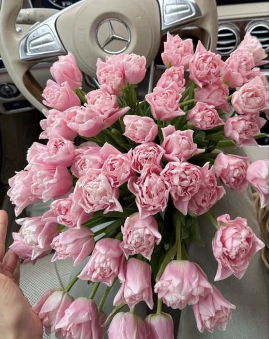 тюльпаны красивые большие