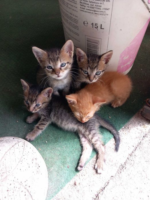 4 pui de pisică gratuit