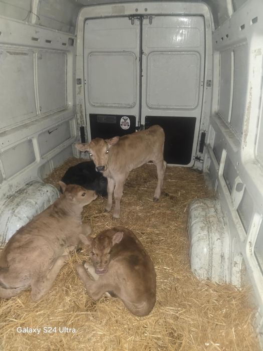 Продавам месодайни сукалчета мъжки и женски