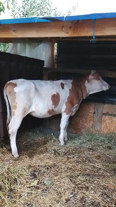 Vand o viteaua de baltata romaneasca