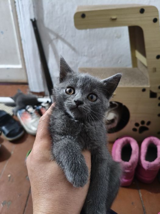 Продам британских котят