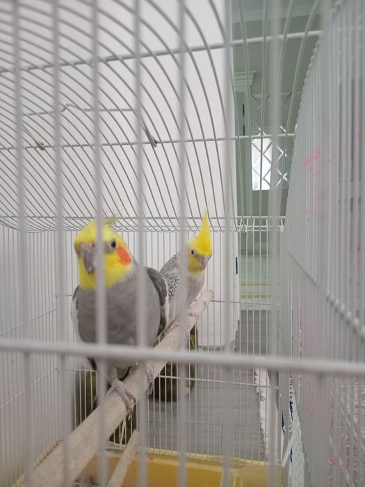 Тотықұс корелла жұмыттқа туады сетка в подарке негізі 50к скидка 35к50