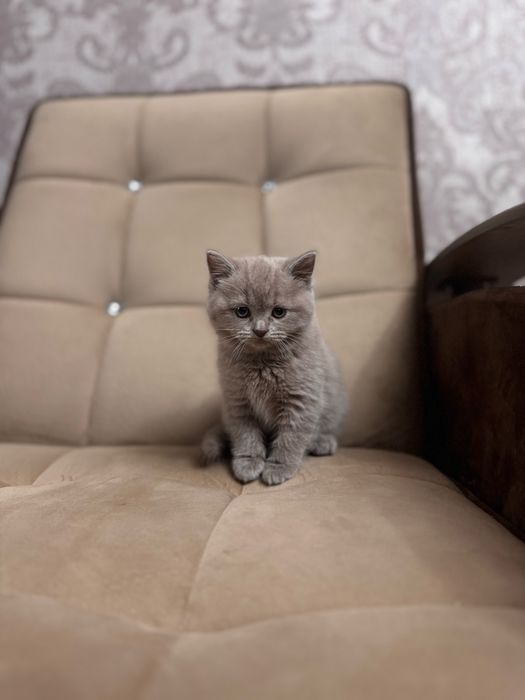 Скоттиш-страйт девочка голубого окраса