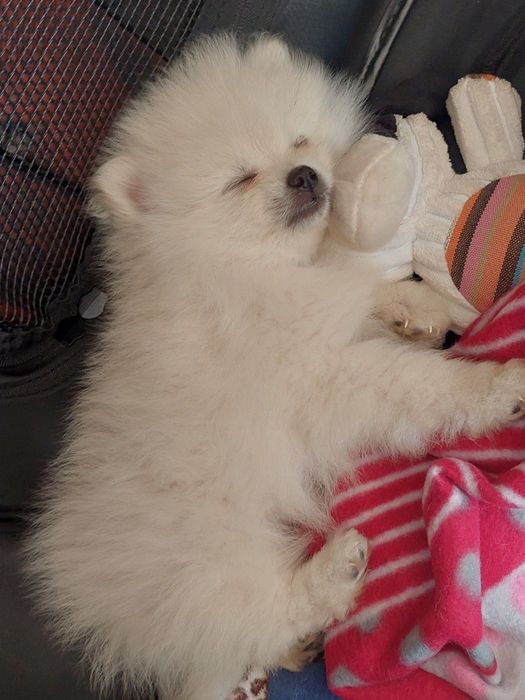 Щенки  шпица  на  бронь