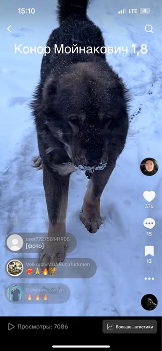 Продам прямого сына Мойнака