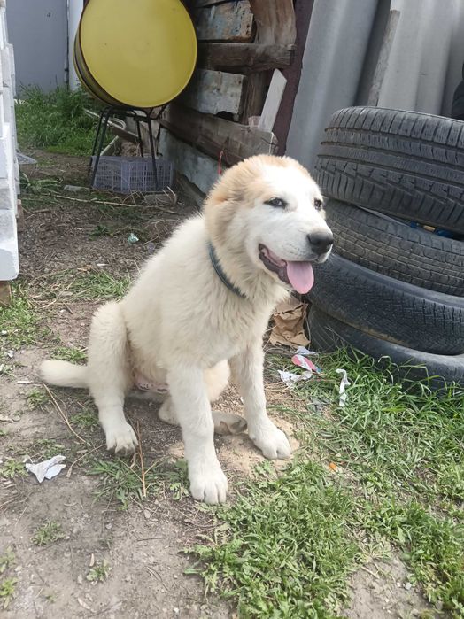 Алабай щенок девочка