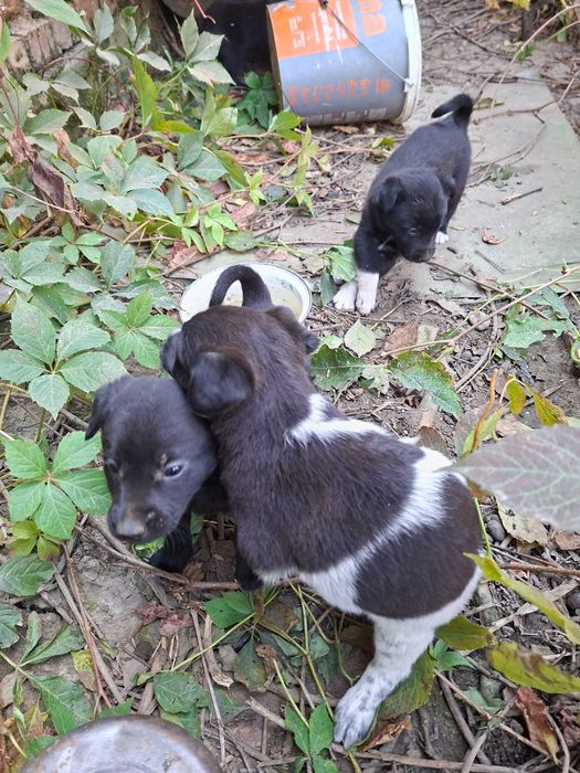 Cățeluși adorabili pentru adopție!