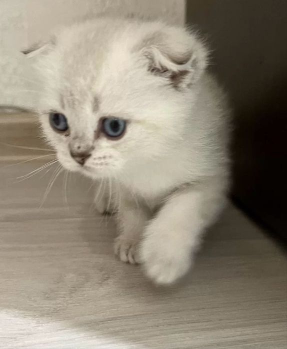Шотланский вислоухий котенок