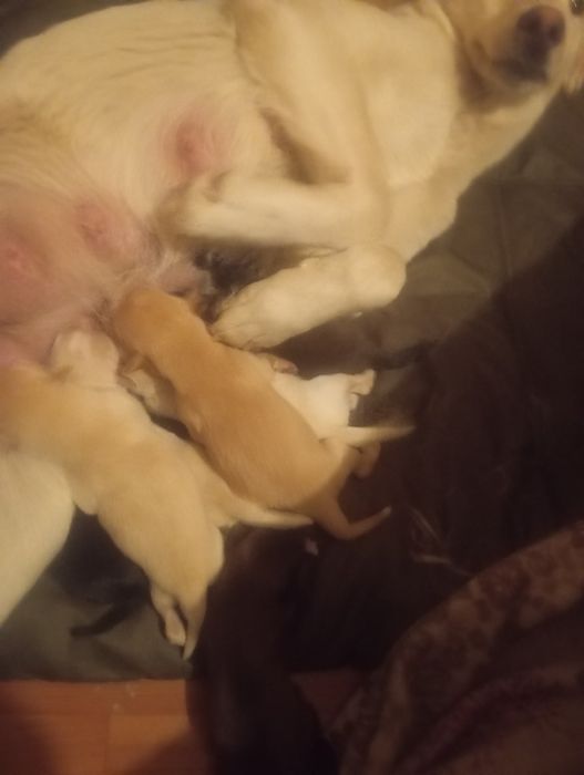 Щенки в добрые руки