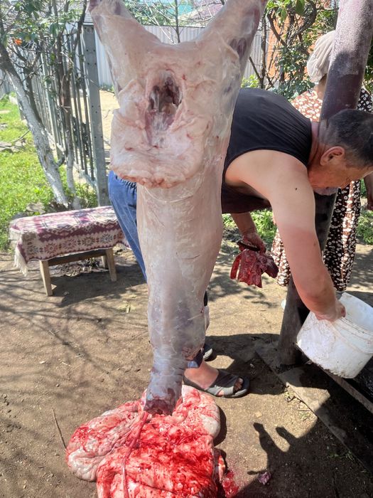 Продам жирных токты