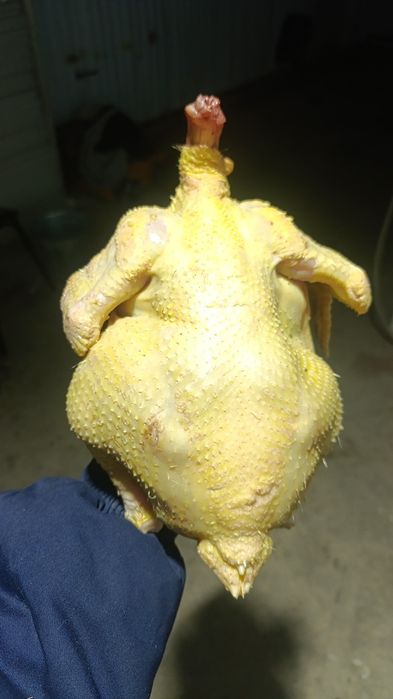 Куры бройлер тушки живыми