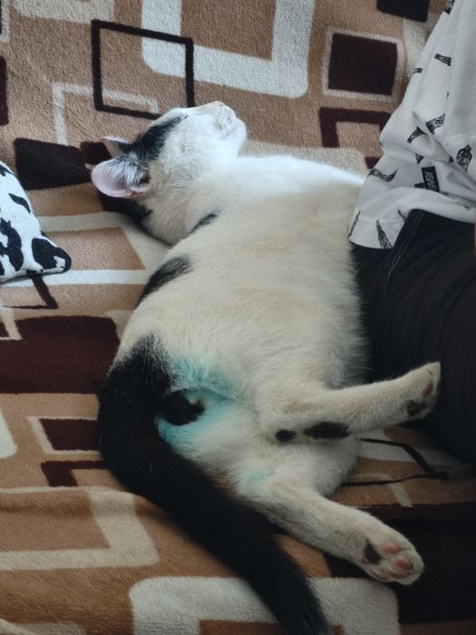 Кастрированный котик