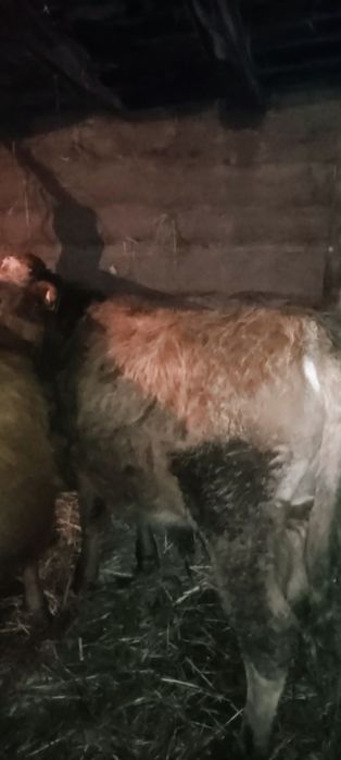 Продам бычки год