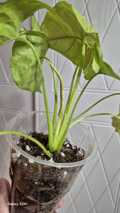 Сингониум Голден алюжен