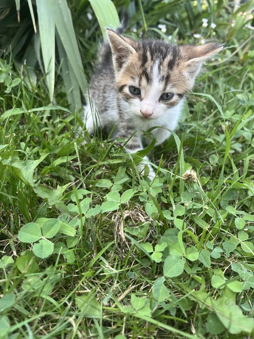 Spre adopție: 3 puiuți de pisică iubitori și jucăuși (7 săptămâni, 1 fetiță neagră, 2 băieți