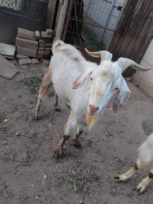 De vânzare țapi de rasa