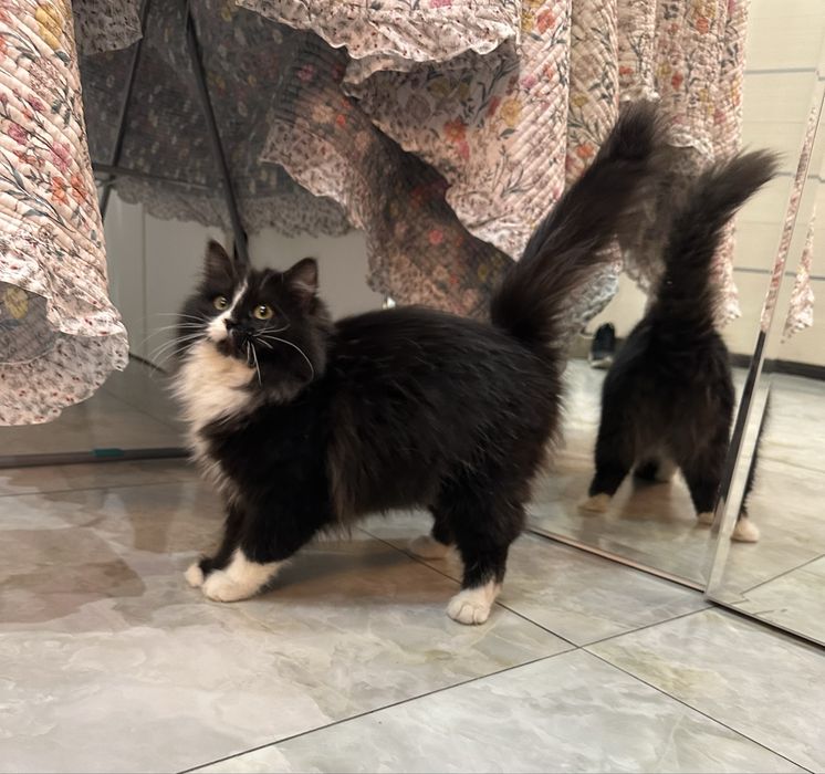 Отдам даром в добрые руки