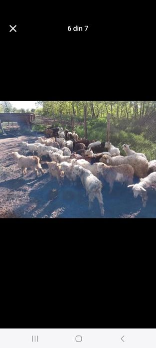 Iezi de vanzare  disponibili de pasti