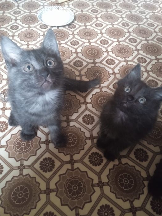 Отдаю котят в хорошие руки