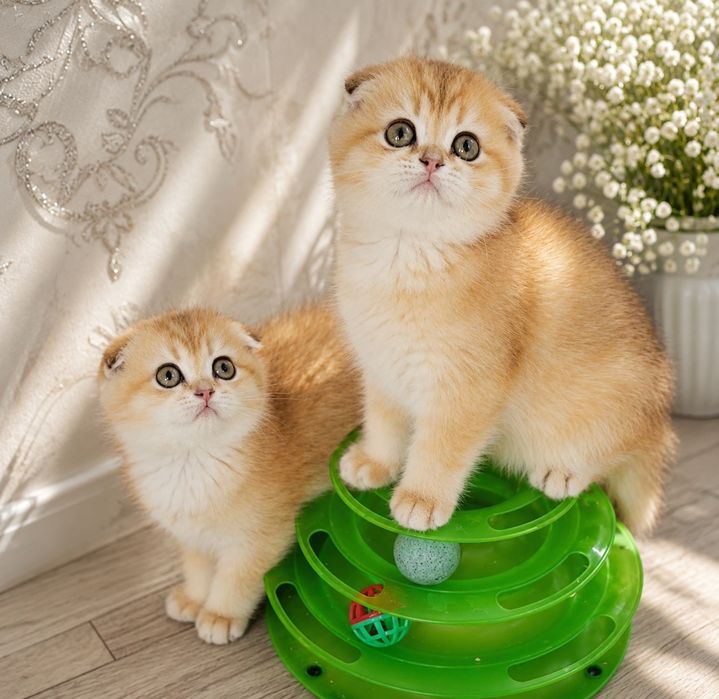 Котята Золотая шиншилла и шиншилла серебро