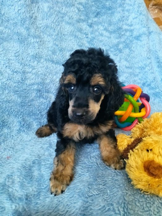 Малыши той пуделя