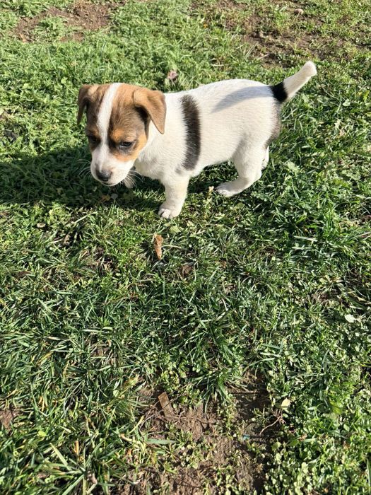 Малки джак ръселчета