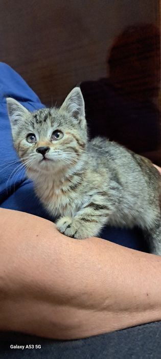 Котодевочка 1-1,5 мес.