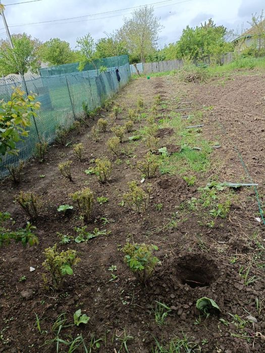 Închiriez tocător de crengi, motoburghiu, vibrator  beton + alte echip