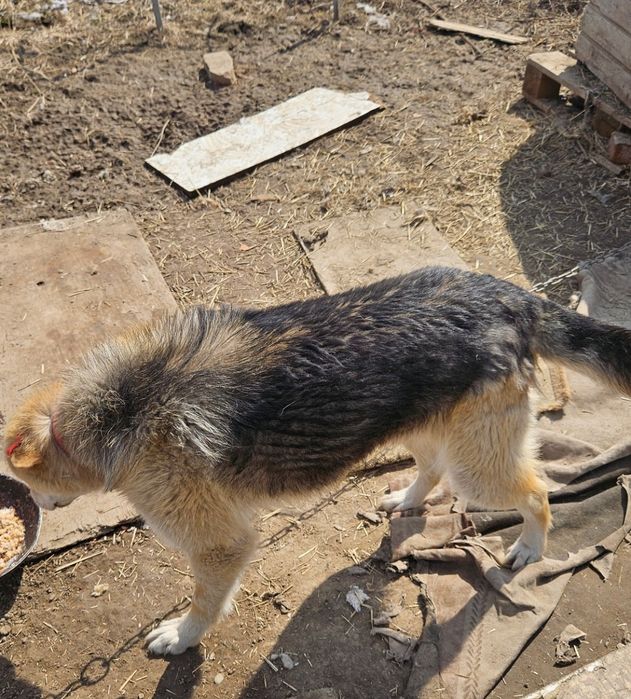 Отдам щенка 8 месяцев