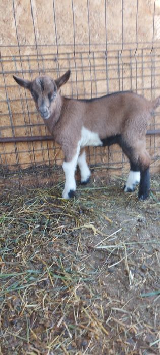 Capra cu lapte alpina