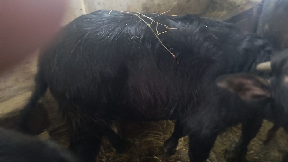 Vițel, mascul de vanzare