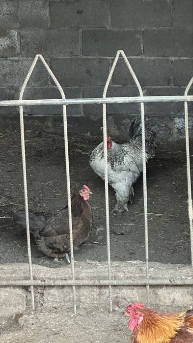 Продам цыплят: суточных, недельных