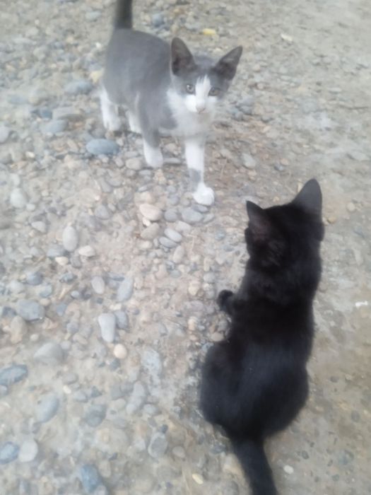 Otdam darom, 3 oylik mushukchalar