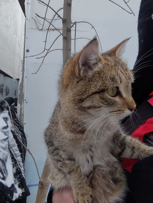 Кошечка в добрые руки