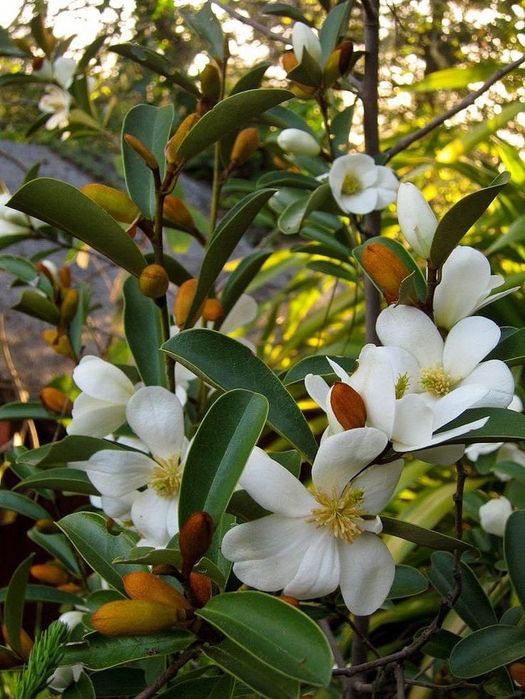 Magnolie Grandiflora veșnic verde si foarte parfumata