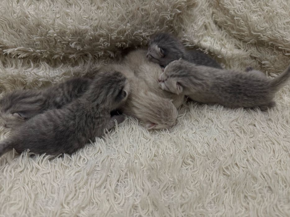 Бронь котят шотландских
