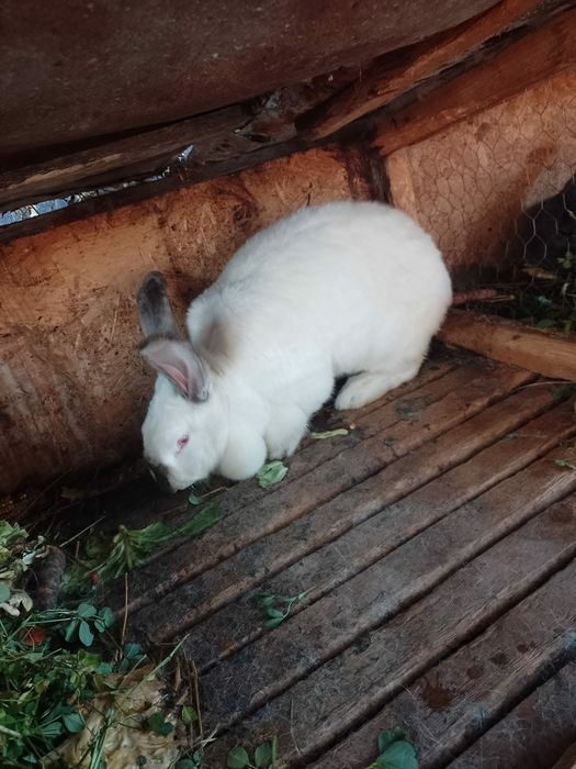 Iepuri belgieni de vânzare unele sunt gestante sau schimb cu rate gîșt