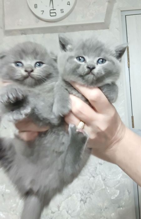 Продаются  породистые   котята голубые шиншилы Скотиш фолд и страйт.
