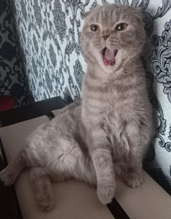 Отдам кошечку породистую