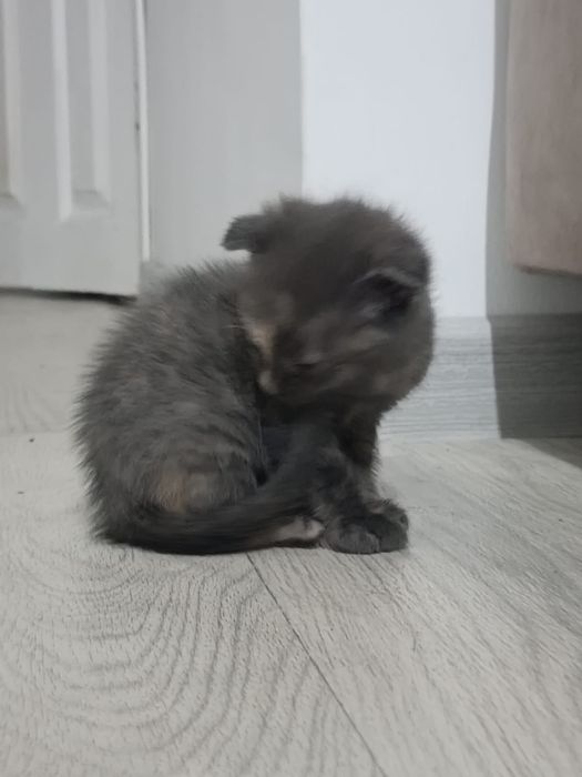 Котята в хорошие руки