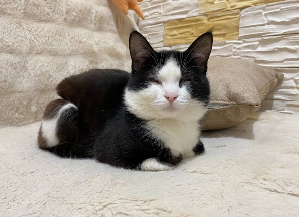 Потерялся кот Слепой