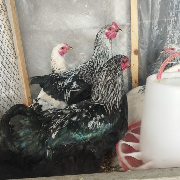 Продам куры домашние