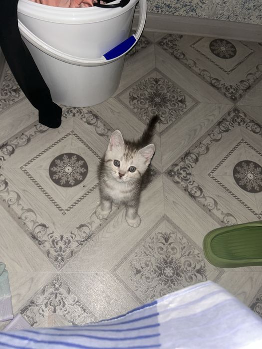 Продам котенка писать на ватсап